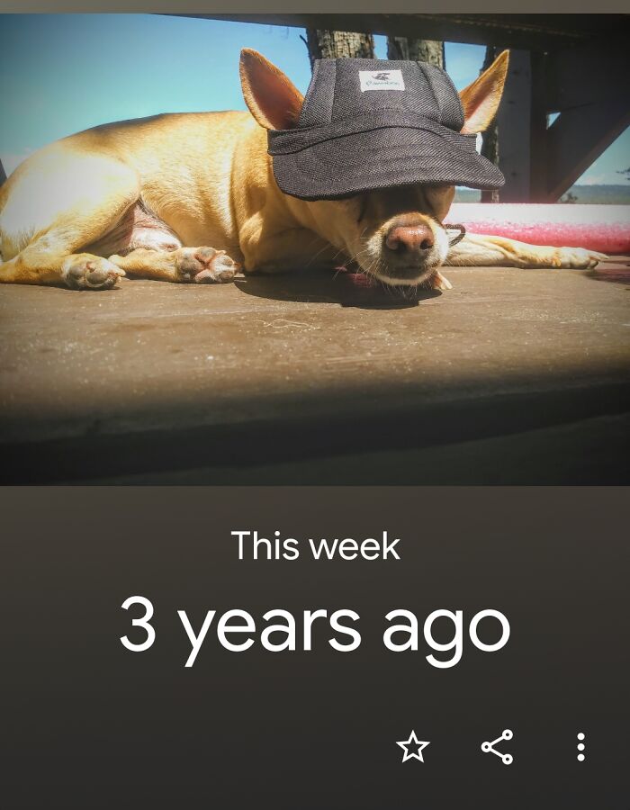 Hey Pandas, Post A Sleepy Picture Of Your Pet Hey Pandas, Post A Sleepy Picture Of Your Pet