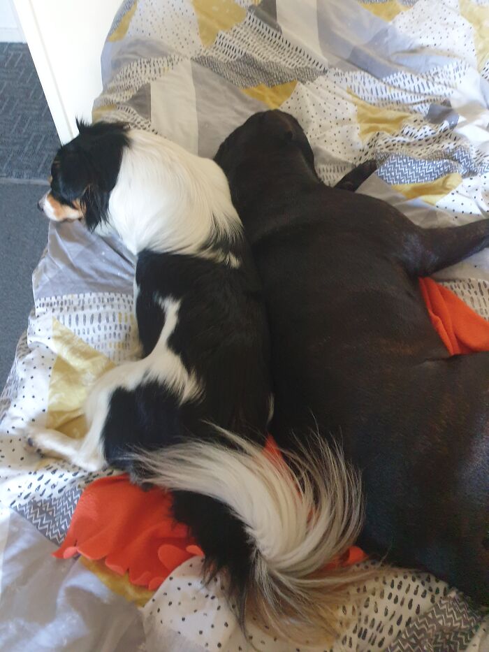 Hey Pandas, Post A Sleepy Picture Of Your Pet Hey Pandas, Post A Sleepy Picture Of Your Pet