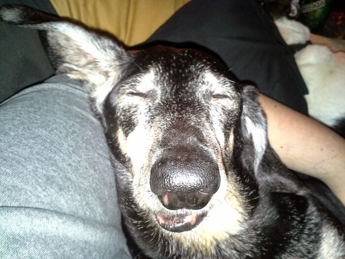 Hey Pandas, Post A Sleepy Picture Of Your Pet Hey Pandas, Post A Sleepy Picture Of Your Pet