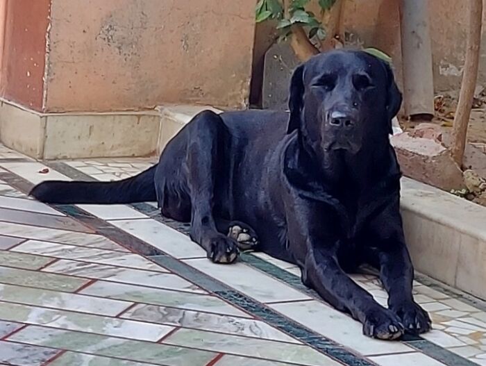 Hey Pandas, Post A Sleepy Picture Of Your Pet Hey Pandas, Post A Sleepy Picture Of Your Pet