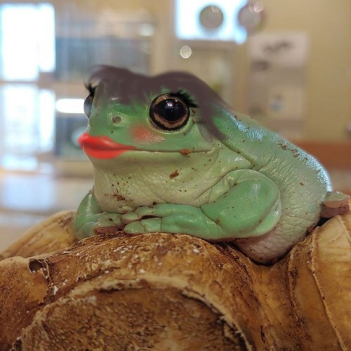 Hey Pandas, Photoshop The Froggo (Closed) Hey Pandas, Photoshop The Froggo (Closed)