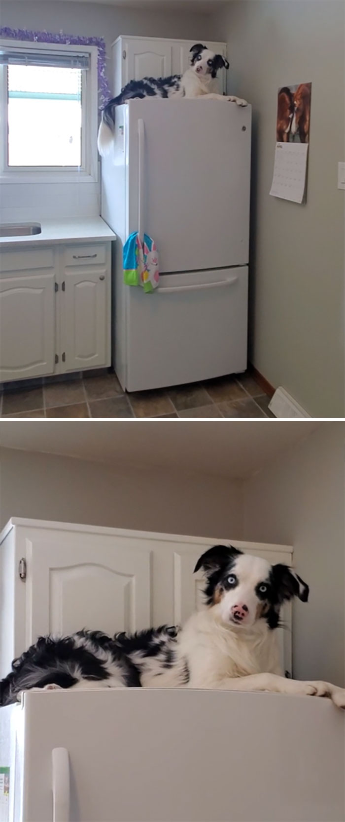 50 Dogs Who Forgot How To Dog But Definitely Know How To Cat (New Pics) 50 Dogs Who Forgot How To Dog But Definitely Know How To Cat (New Pics)