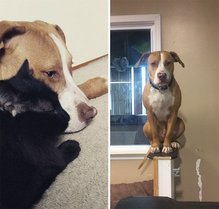 50 Dogs Who Forgot How To Dog But Definitely Know How To Cat (New Pics) 50 Dogs Who Forgot How To Dog But Definitely Know How To Cat (New Pics)