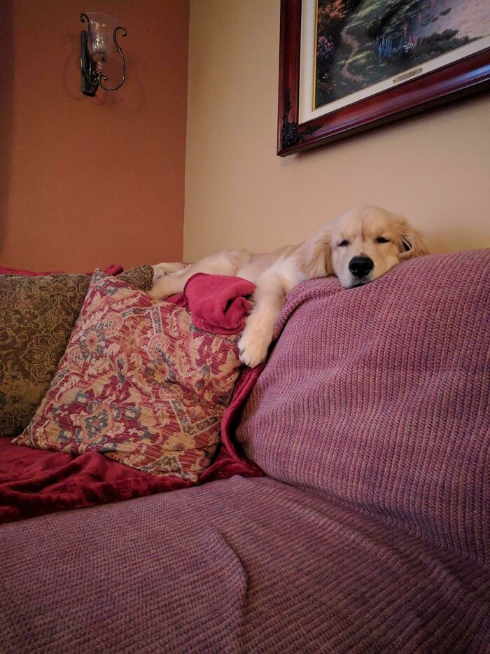 50 Dogs Who Forgot How To Dog But Definitely Know How To Cat (New Pics) 50 Dogs Who Forgot How To Dog But Definitely Know How To Cat (New Pics)