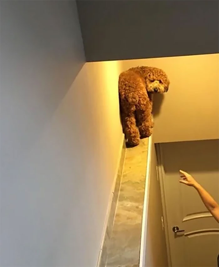 50 Dogs Who Forgot How To Dog But Definitely Know How To Cat (New Pics) 50 Dogs Who Forgot How To Dog But Definitely Know How To Cat (New Pics)