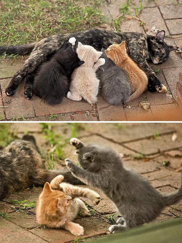 50 Of The Best ‘My House, Not My Cat’ Moments That Have Ever Happened To Humans (New Pics) 50 Of The Best ‘My House, Not My Cat’ Moments That Have Ever Happened To Humans (New Pics)