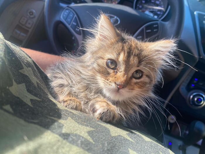 50 Of The Best ‘My House, Not My Cat’ Moments That Have Ever Happened To Humans (New Pics) 50 Of The Best ‘My House, Not My Cat’ Moments That Have Ever Happened To Humans (New Pics)