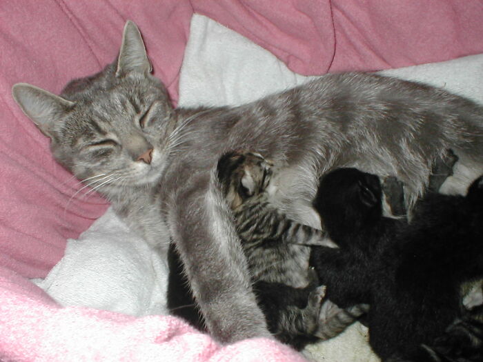 50 Of The Best ‘My House, Not My Cat’ Moments That Have Ever Happened To Humans (New Pics) 50 Of The Best ‘My House, Not My Cat’ Moments That Have Ever Happened To Humans (New Pics)