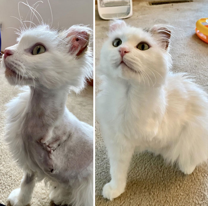 This Online Community Shares Before And After Adoption Pics, Shows How Love And Care Changes Cats (30 New Pics) This Online Community Shares Before And After Adoption Pics, Shows How Love And Care Changes Cats (30 New Pics)