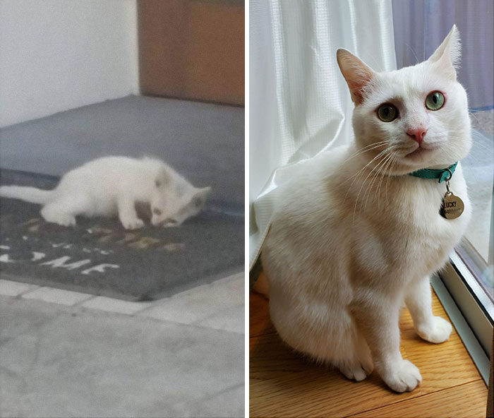 This Online Community Shares Before And After Adoption Pics, Shows How Love And Care Changes Cats (30 New Pics) This Online Community Shares Before And After Adoption Pics, Shows How Love And Care Changes Cats (30 New Pics)