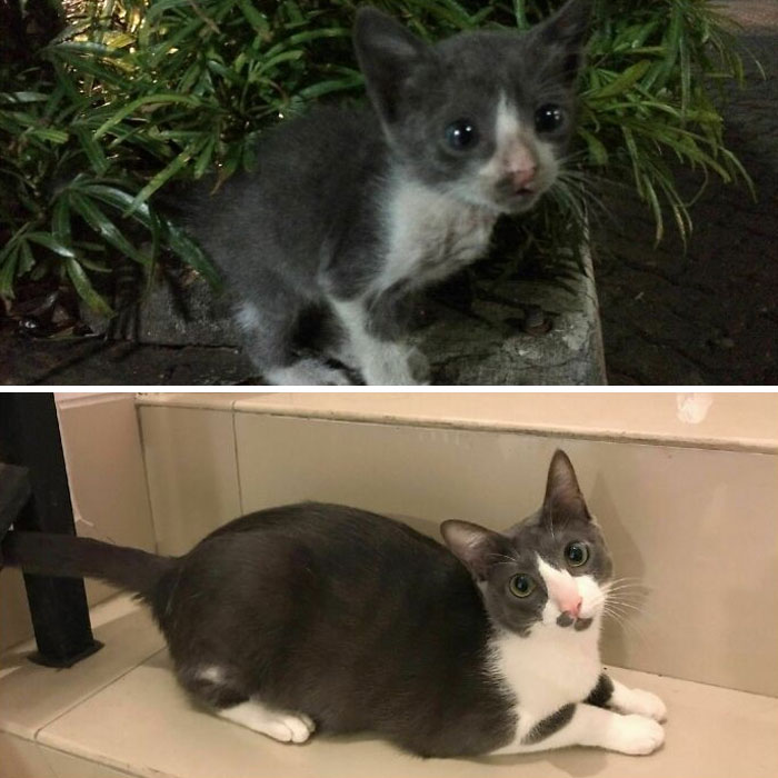 This Online Community Shares Before And After Adoption Pics, Shows How Love And Care Changes Cats (30 New Pics) This Online Community Shares Before And After Adoption Pics, Shows How Love And Care Changes Cats (30 New Pics)