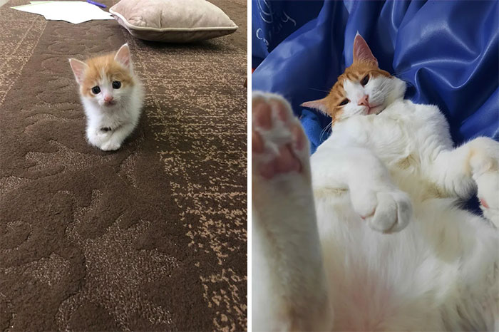 This Online Community Shares Before And After Adoption Pics, Shows How Love And Care Changes Cats (30 New Pics) This Online Community Shares Before And After Adoption Pics, Shows How Love And Care Changes Cats (30 New Pics)