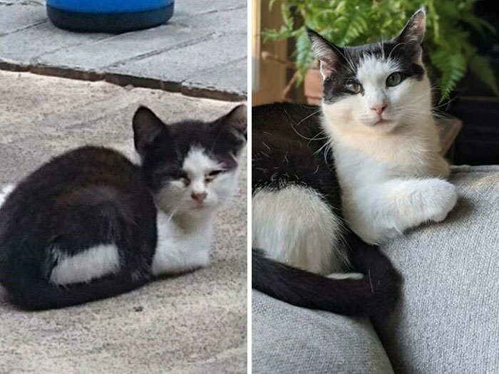 This Online Community Shares Before And After Adoption Pics, Shows How Love And Care Changes Cats (30 New Pics) This Online Community Shares Before And After Adoption Pics, Shows How Love And Care Changes Cats (30 New Pics)