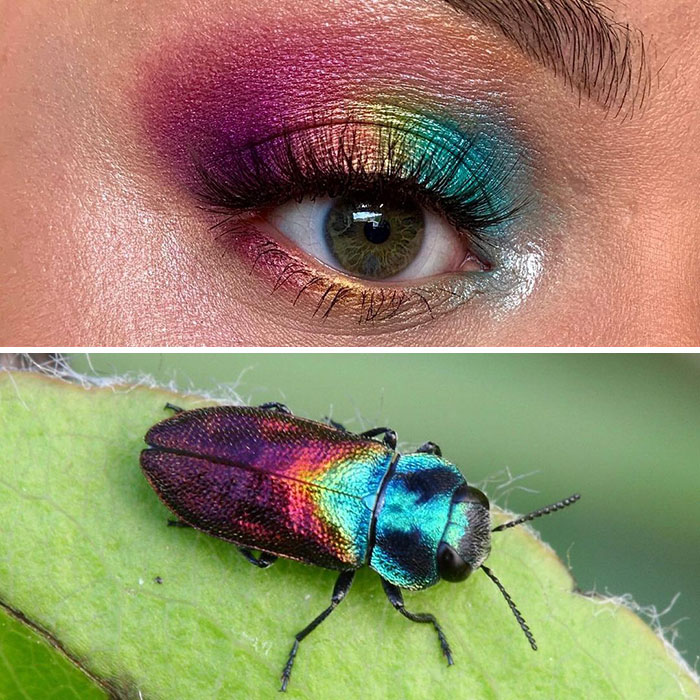 Artist Shows The Beauty Of Insects With Her 30 Matching Eye Makeup Looks Artist Shows The Beauty Of Insects With Her 30 Matching Eye Makeup Looks