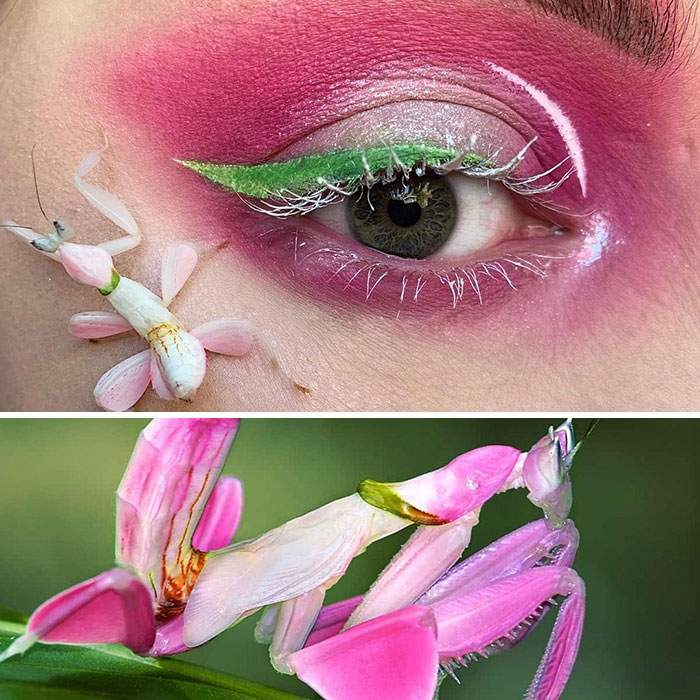 Artist Shows The Beauty Of Insects With Her 30 Matching Eye Makeup Looks Artist Shows The Beauty Of Insects With Her 30 Matching Eye Makeup Looks