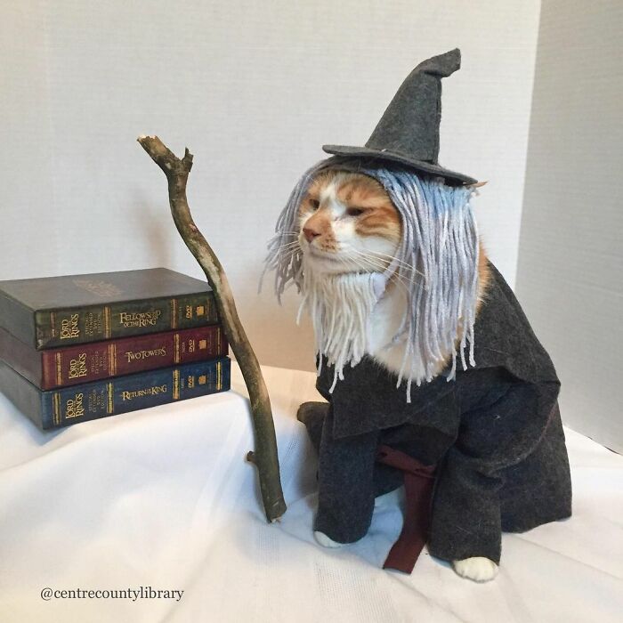 This Library Attracts The Public By Dressing Up One Librarian&#8217;s Cat As Literary And Movie Icons (100 Pics)