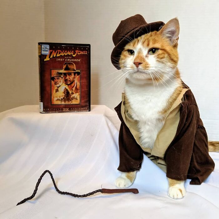 This Library Attracts The Public By Dressing Up One Librarian&#8217;s Cat As Literary And Movie Icons (100 Pics)
