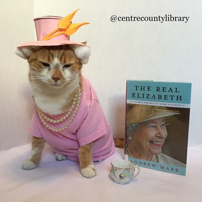 This Library Attracts The Public By Dressing Up One Librarian&#8217;s Cat As Literary And Movie Icons (100 Pics)