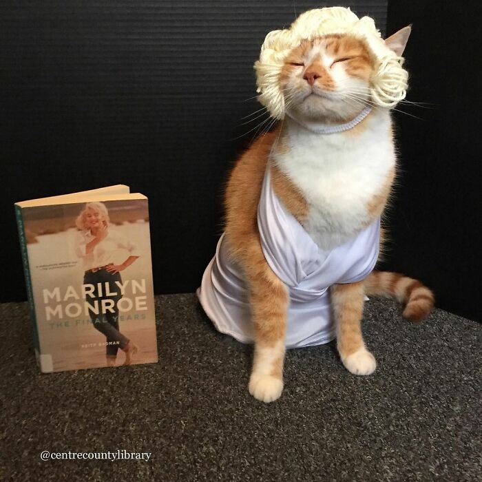 This Library Attracts The Public By Dressing Up One Librarian&#8217;s Cat As Literary And Movie Icons (100 Pics)