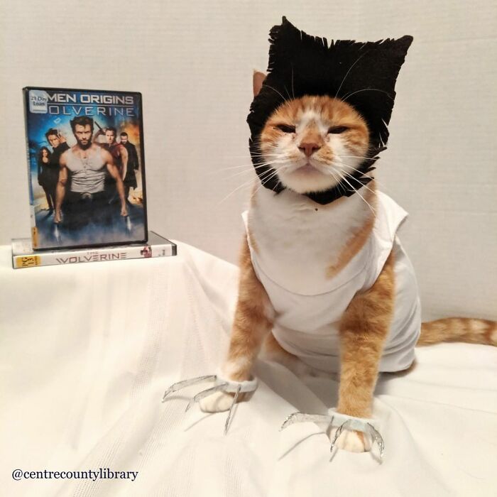 This Library Attracts The Public By Dressing Up One Librarian&#8217;s Cat As Literary And Movie Icons (100 Pics)