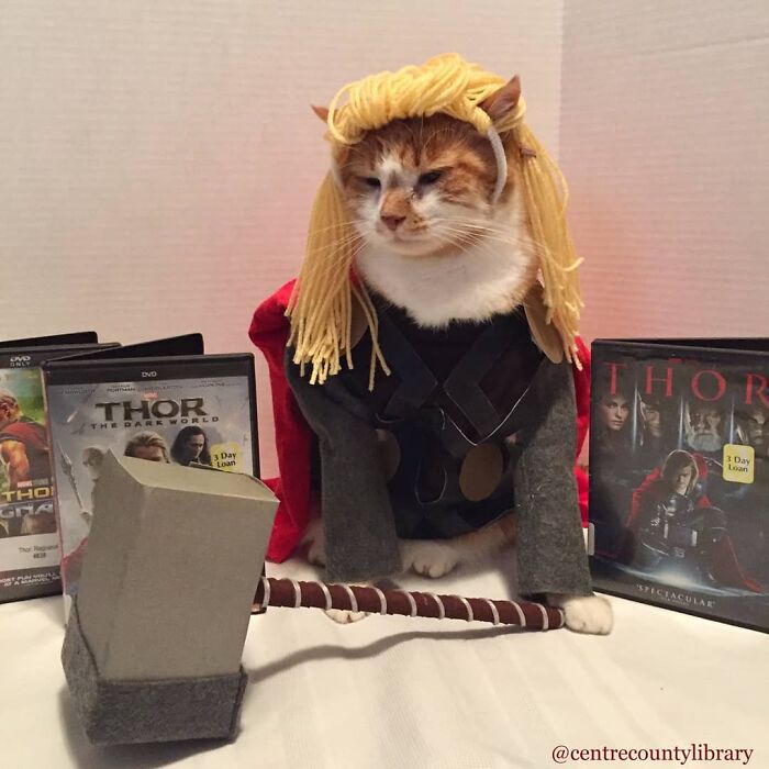 This Library Attracts The Public By Dressing Up One Librarian&#8217;s Cat As Literary And Movie Icons (100 Pics)