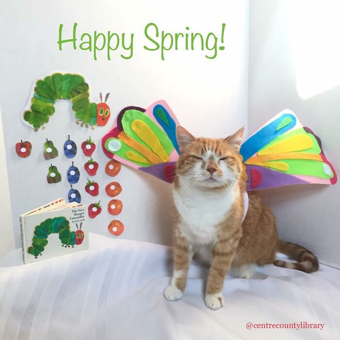 This Library Attracts The Public By Dressing Up One Librarian&#8217;s Cat As Literary And Movie Icons (100 Pics)