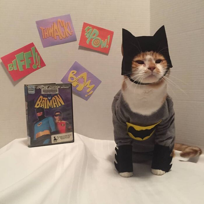 This Library Attracts The Public By Dressing Up One Librarian&#8217;s Cat As Literary And Movie Icons (100 Pics)