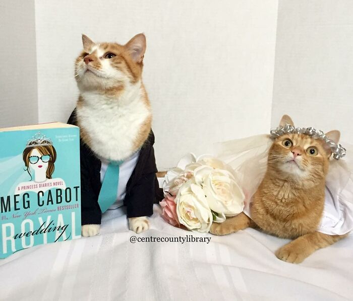 This Library Attracts The Public By Dressing Up One Librarian&#8217;s Cat As Literary And Movie Icons (100 Pics)