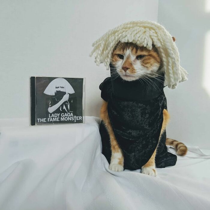 This Library Attracts The Public By Dressing Up One Librarian&#8217;s Cat As Literary And Movie Icons (100 Pics)