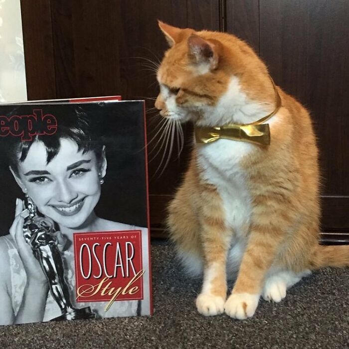 This Library Attracts The Public By Dressing Up One Librarian&#8217;s Cat As Literary And Movie Icons (100 Pics)