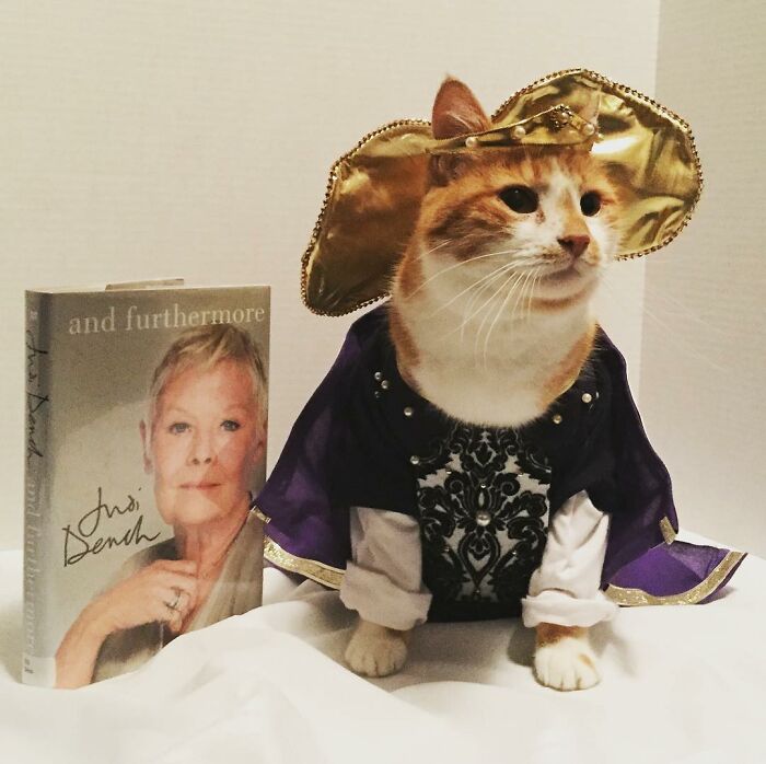 This Library Attracts The Public By Dressing Up One Librarian&#8217;s Cat As Literary And Movie Icons (100 Pics)