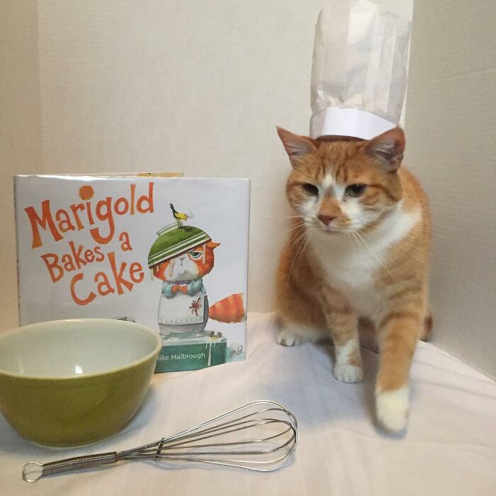 This Library Attracts The Public By Dressing Up One Librarian&#8217;s Cat As Literary And Movie Icons (100 Pics)