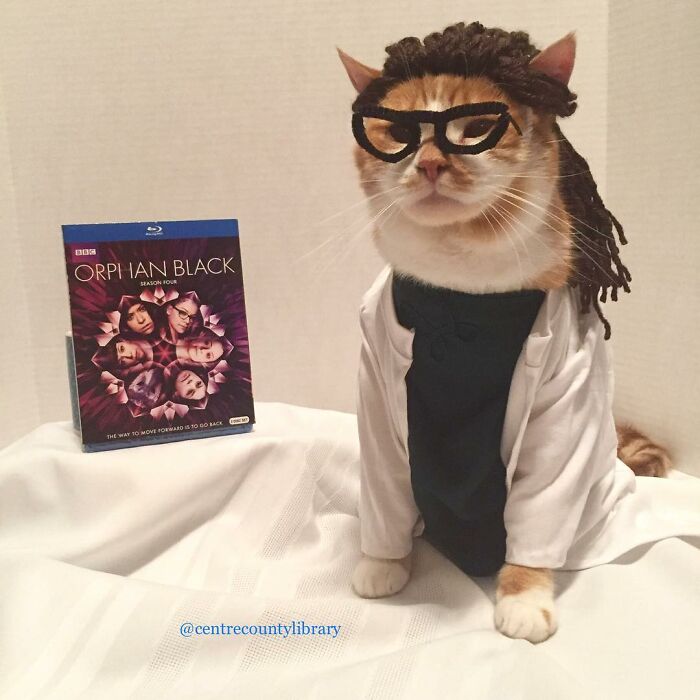 This Library Attracts The Public By Dressing Up One Librarian&#8217;s Cat As Literary And Movie Icons (100 Pics)