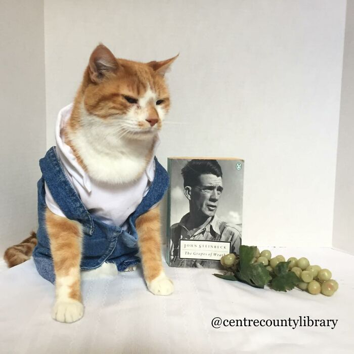This Library Attracts The Public By Dressing Up One Librarian&#8217;s Cat As Literary And Movie Icons (100 Pics)
