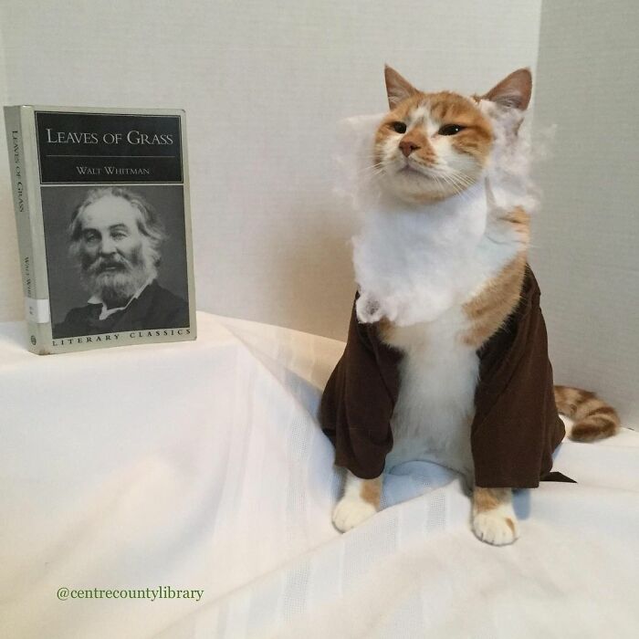 This Library Attracts The Public By Dressing Up One Librarian&#8217;s Cat As Literary And Movie Icons (100 Pics)