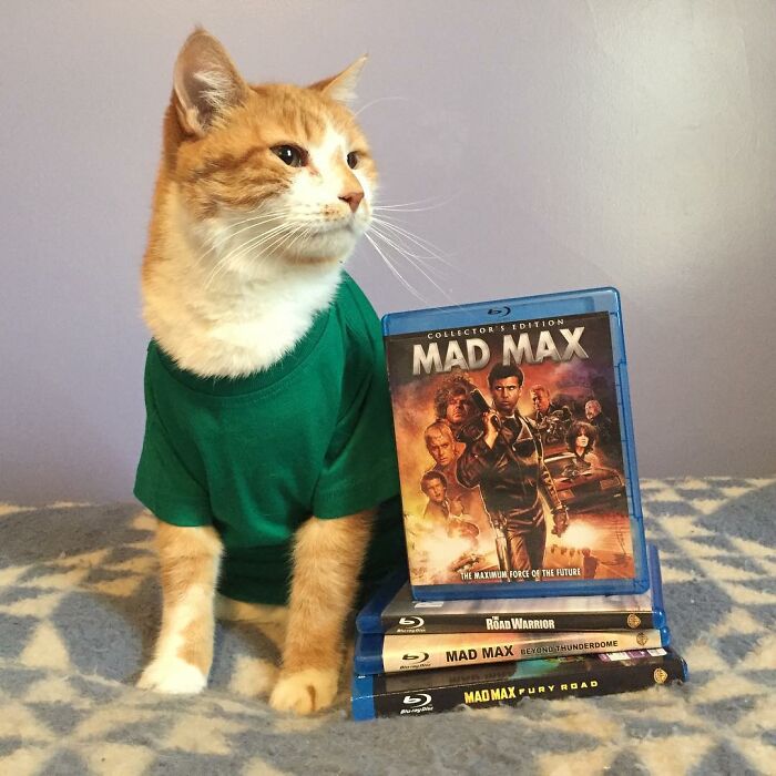 This Library Attracts The Public By Dressing Up One Librarian&#8217;s Cat As Literary And Movie Icons (100 Pics)