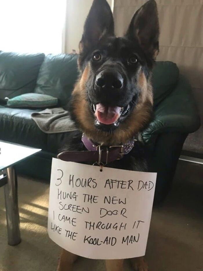 People Are Shaming Their Dogs, And Here Are 43 Of The Worst Good Boys Ever People Are Shaming Their Dogs, And Here Are 43 Of The Worst Good Boys Ever