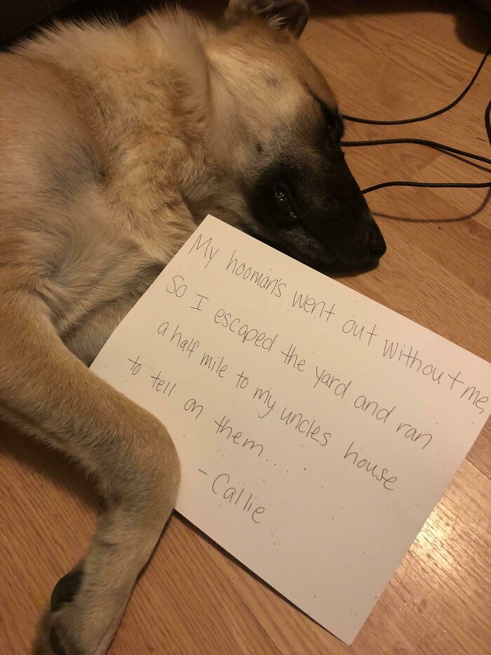 People Are Shaming Their Dogs, And Here Are 43 Of The Worst Good Boys Ever People Are Shaming Their Dogs, And Here Are 43 Of The Worst Good Boys Ever