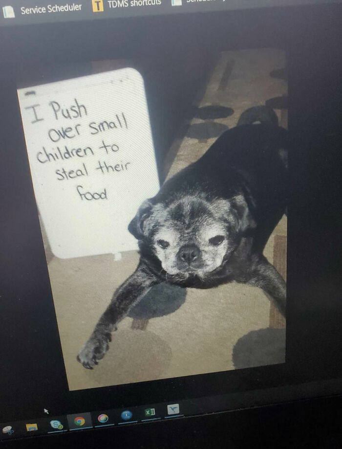 People Are Shaming Their Dogs, And Here Are 43 Of The Worst Good Boys Ever People Are Shaming Their Dogs, And Here Are 43 Of The Worst Good Boys Ever