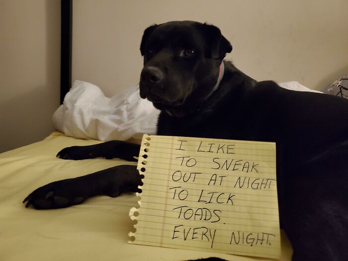 People Are Shaming Their Dogs, And Here Are 43 Of The Worst Good Boys Ever People Are Shaming Their Dogs, And Here Are 43 Of The Worst Good Boys Ever