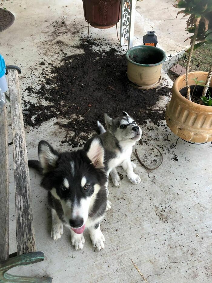 People Are Shaming Their Dogs, And Here Are 43 Of The Worst Good Boys Ever People Are Shaming Their Dogs, And Here Are 43 Of The Worst Good Boys Ever