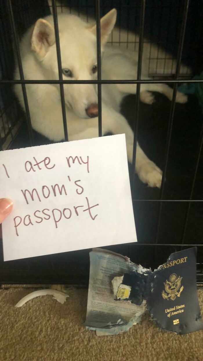 People Are Shaming Their Dogs, And Here Are 43 Of The Worst Good Boys Ever People Are Shaming Their Dogs, And Here Are 43 Of The Worst Good Boys Ever