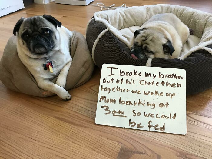 People Are Shaming Their Dogs, And Here Are 43 Of The Worst Good Boys Ever People Are Shaming Their Dogs, And Here Are 43 Of The Worst Good Boys Ever