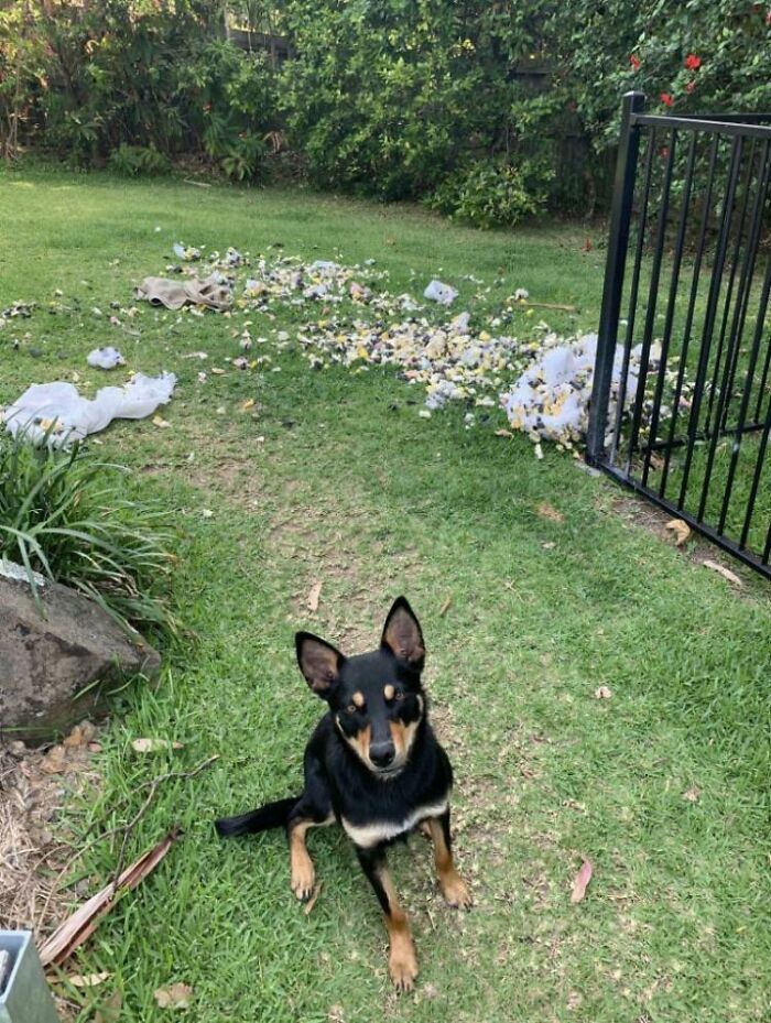 People Are Shaming Their Dogs, And Here Are 43 Of The Worst Good Boys Ever People Are Shaming Their Dogs, And Here Are 43 Of The Worst Good Boys Ever