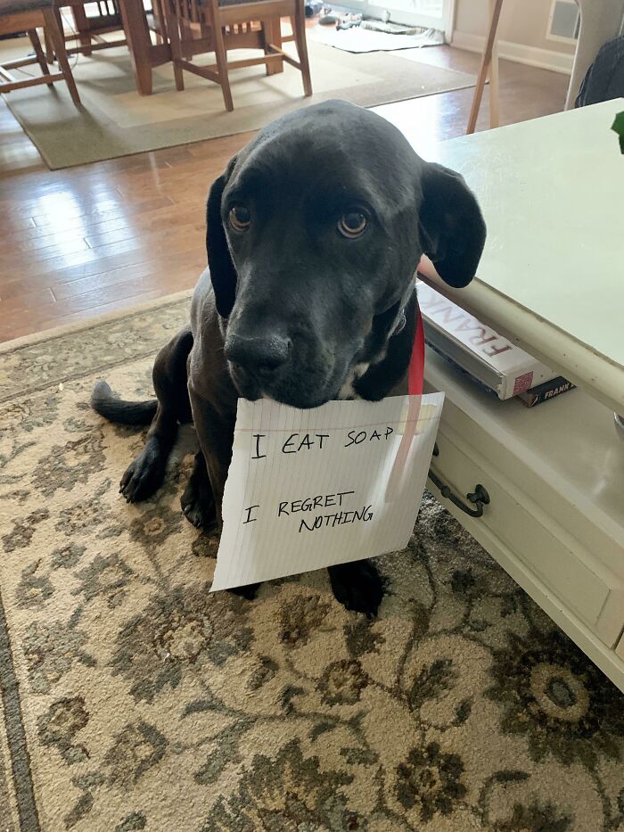 People Are Shaming Their Dogs, And Here Are 43 Of The Worst Good Boys Ever People Are Shaming Their Dogs, And Here Are 43 Of The Worst Good Boys Ever