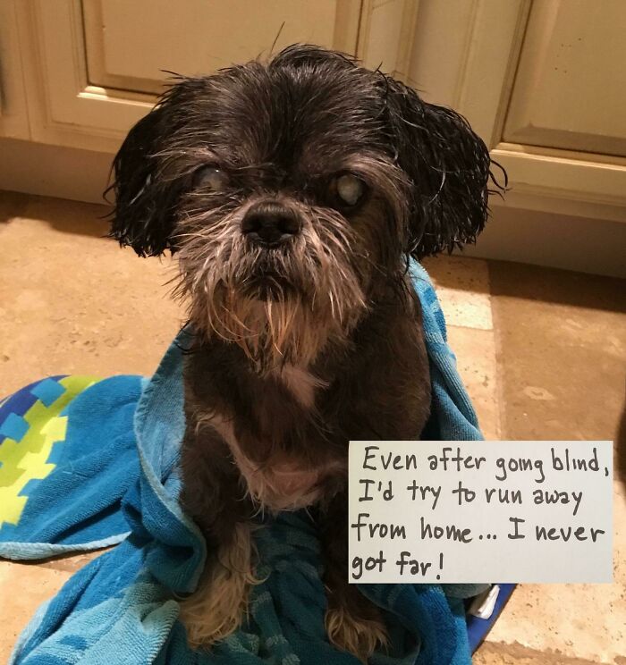 People Are Shaming Their Dogs, And Here Are 43 Of The Worst Good Boys Ever People Are Shaming Their Dogs, And Here Are 43 Of The Worst Good Boys Ever