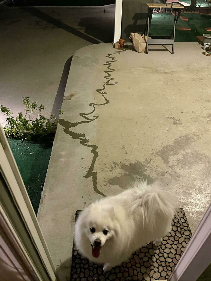 People Are Shaming Their Dogs, And Here Are 43 Of The Worst Good Boys Ever People Are Shaming Their Dogs, And Here Are 43 Of The Worst Good Boys Ever