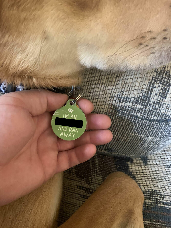 People Are Shaming Their Dogs, And Here Are 43 Of The Worst Good Boys Ever People Are Shaming Their Dogs, And Here Are 43 Of The Worst Good Boys Ever