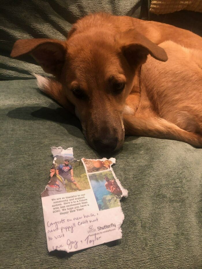 People Are Shaming Their Dogs, And Here Are 43 Of The Worst Good Boys Ever People Are Shaming Their Dogs, And Here Are 43 Of The Worst Good Boys Ever