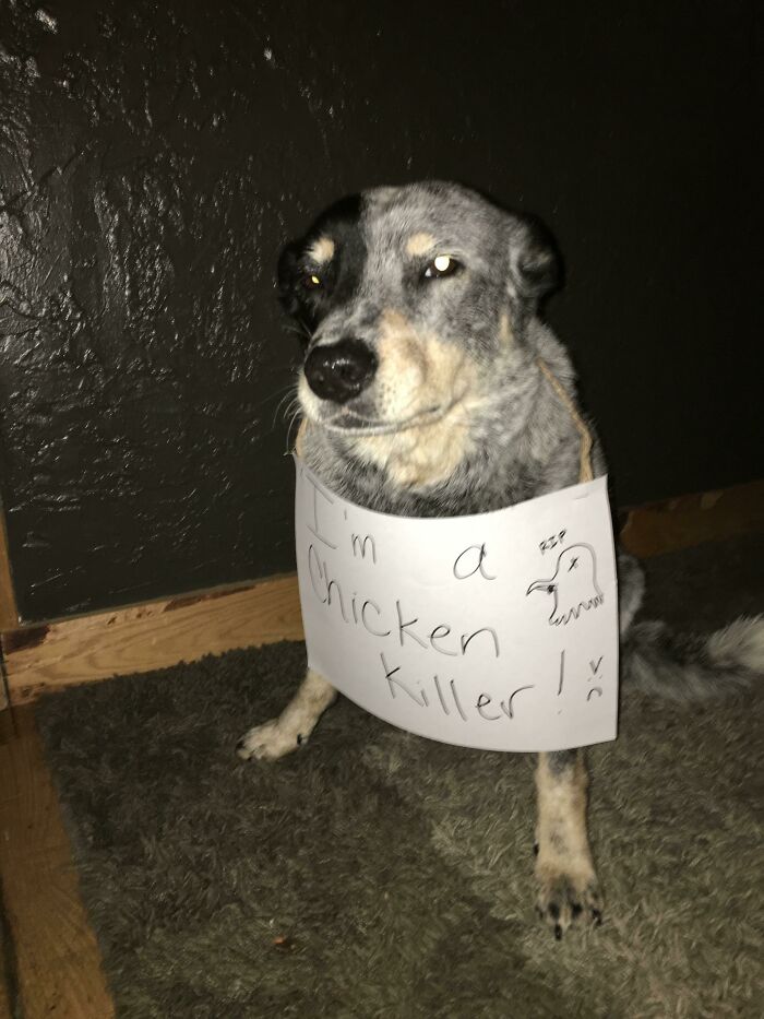 People Are Shaming Their Dogs, And Here Are 43 Of The Worst Good Boys Ever People Are Shaming Their Dogs, And Here Are 43 Of The Worst Good Boys Ever